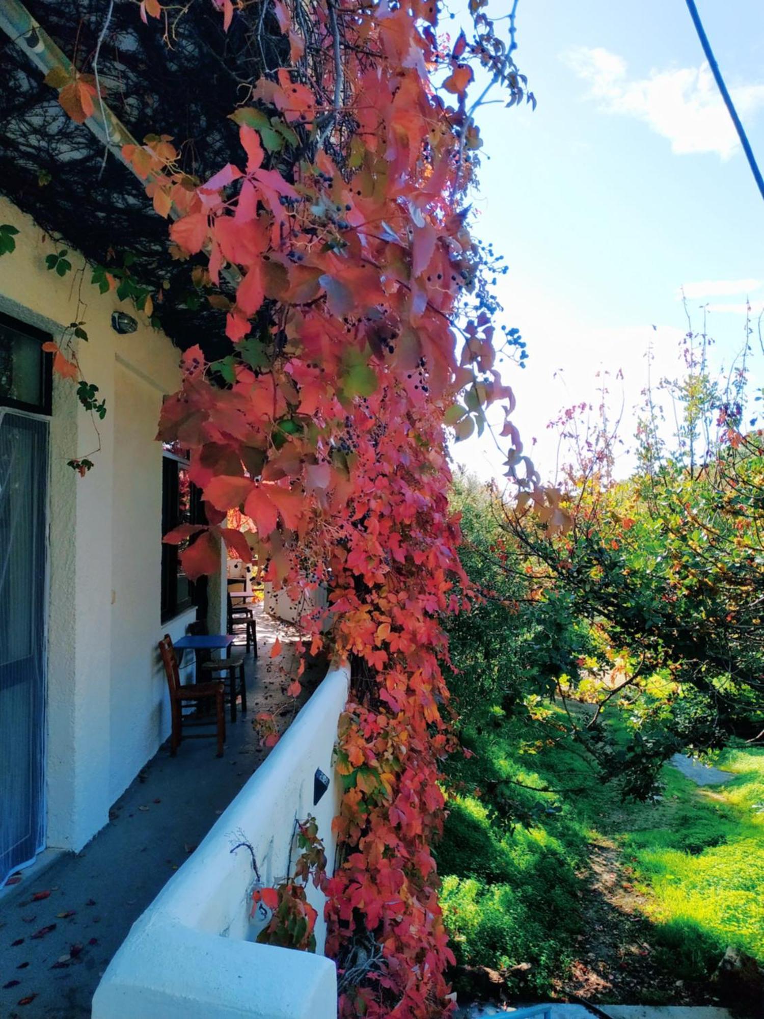 Oleander'S Garden Traditional Cretan Cottage Ferma Bagian luar foto
